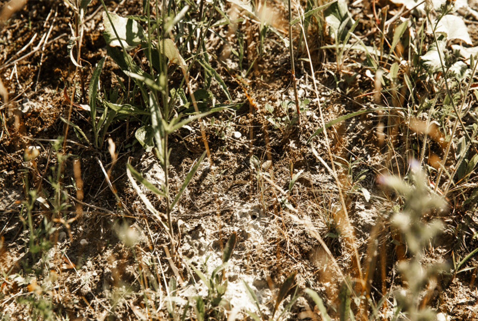 BP Biodiversitaet 15
