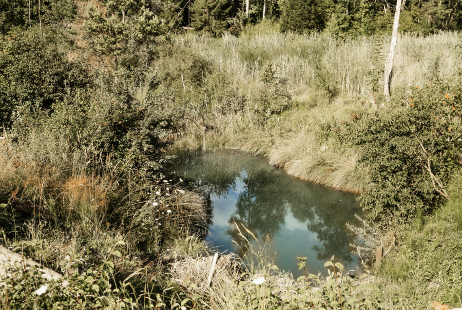 BP Biodiversitaet 21